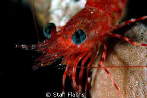 Shrimp by Stan Flachs 